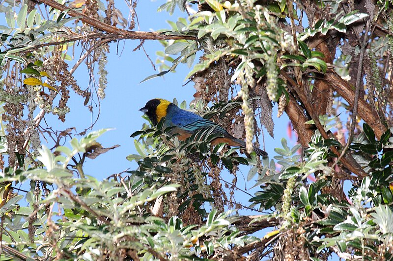 Golden-collared Tanager (Iridosornis jelskii) photo