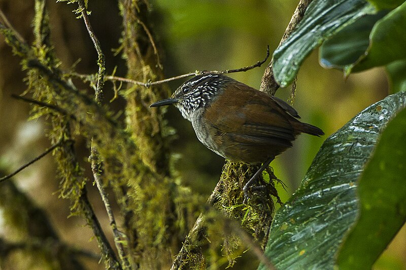 Gray-breasted Wood-Wren (Henicorhina leucophrys) photo