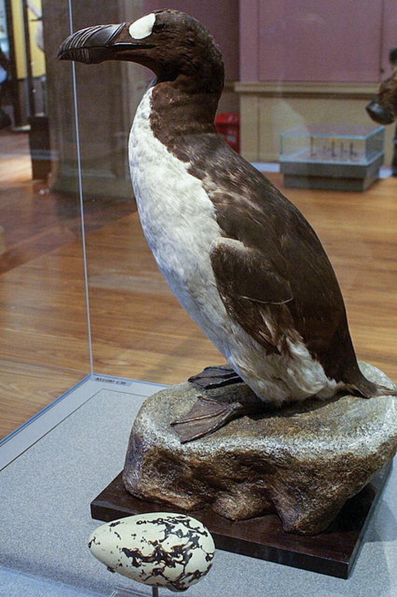 Great Auk (Pinguinus impennis) photo