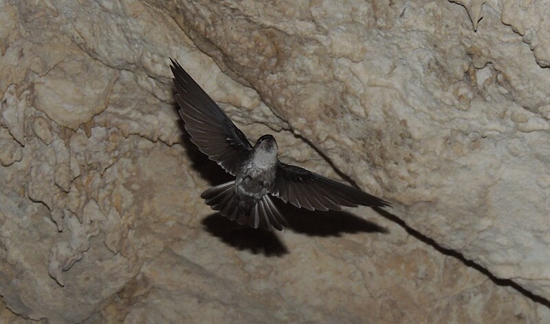 Atiu Swiftlet (Aerodramus sawtelli) photo