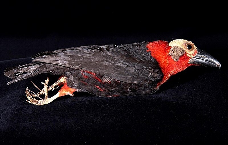 Bornean Bristlehead (Pityriasis gymnocephala) photo