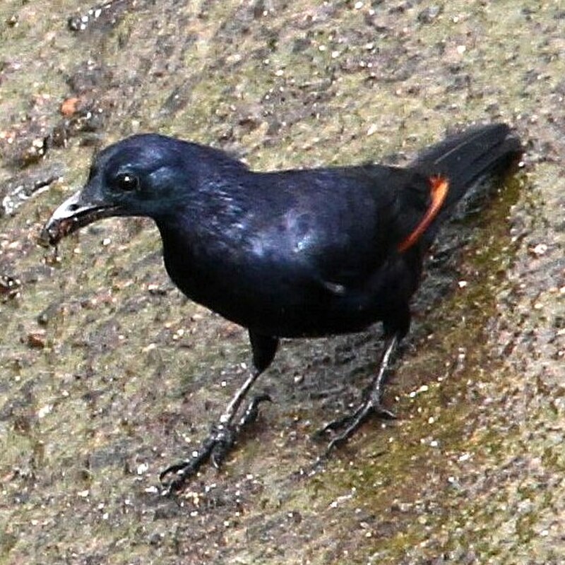Neumann's Starling (Onychognathus neumanni) photo