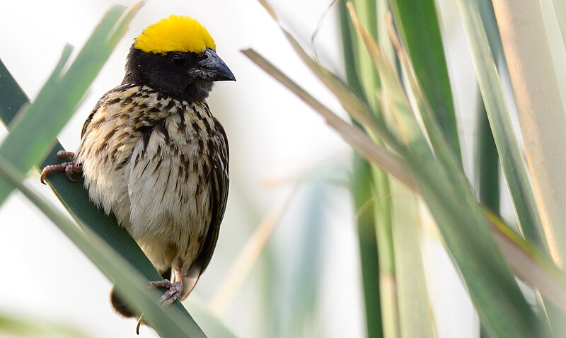 Streaked Weaver (Ploceus manyar) photo