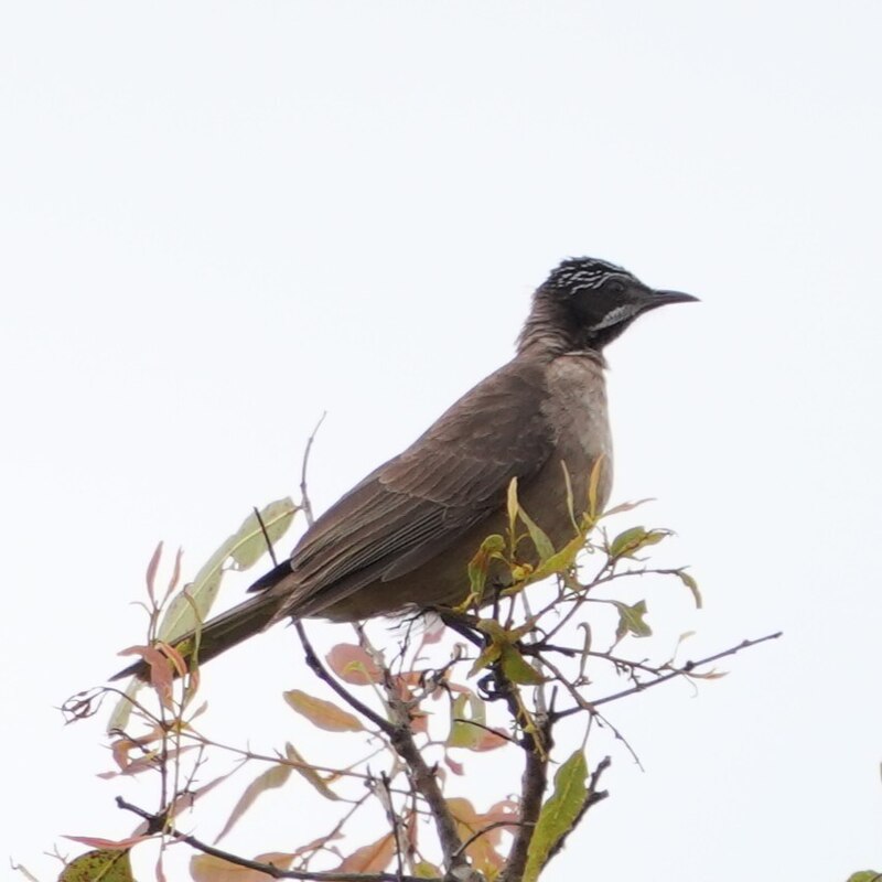 Streak-headed Honeyeater (Pycnopygius stictocephalus) photo