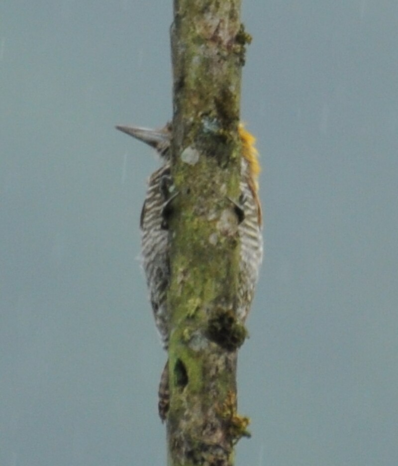 Choco Woodpecker (Veniliornis chocoensis) photo
