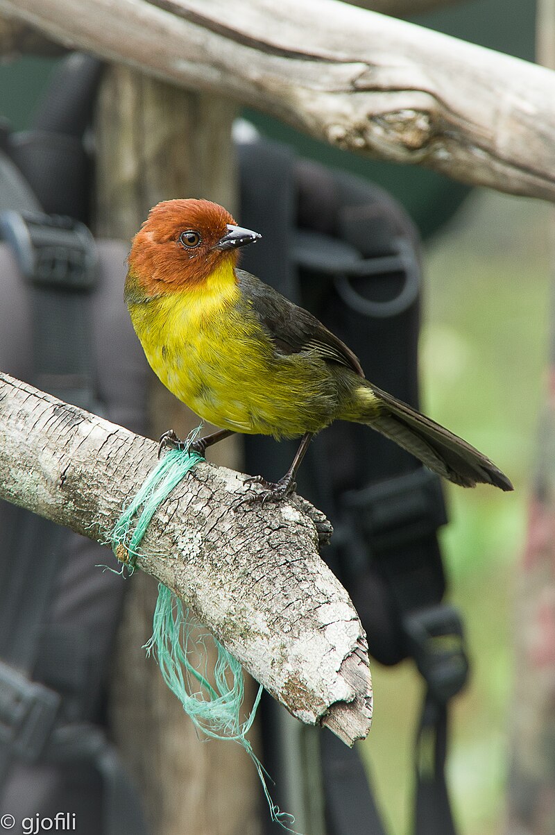Tepui Brushfinch (Atlapetes personatus) photo
