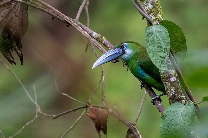 Blue-banded Toucanet (Aulacorhynchus coeruleicinctis) photo