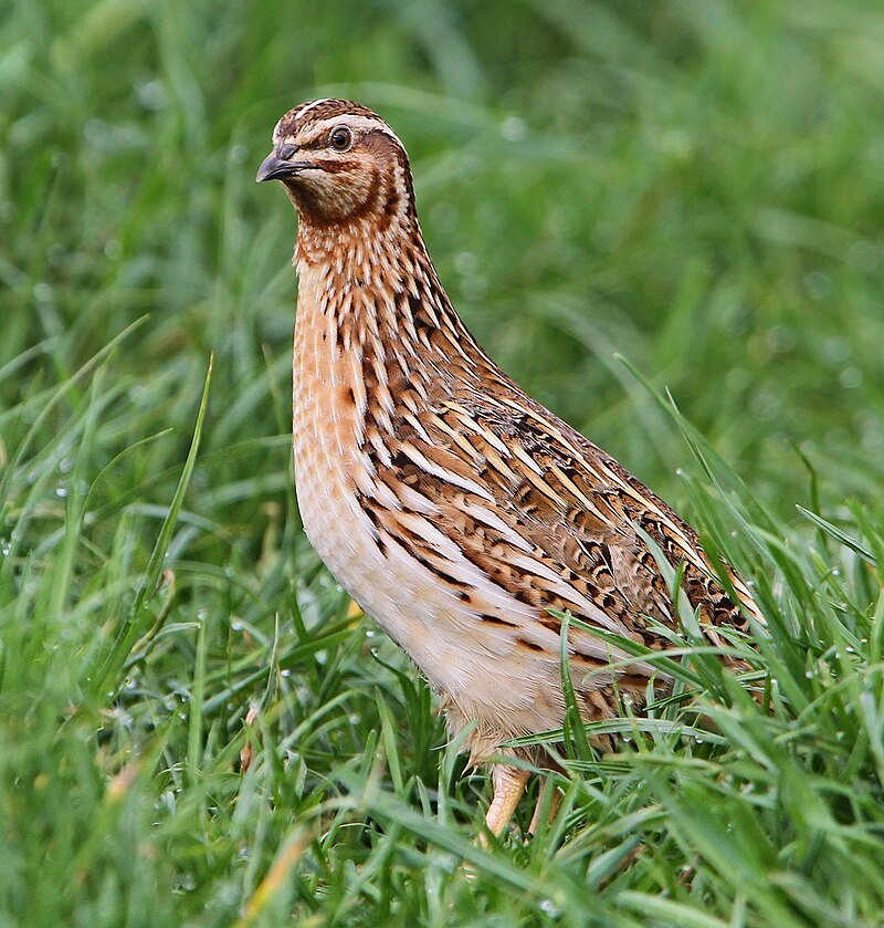 Common Quail (Coturnix coturnix) photo