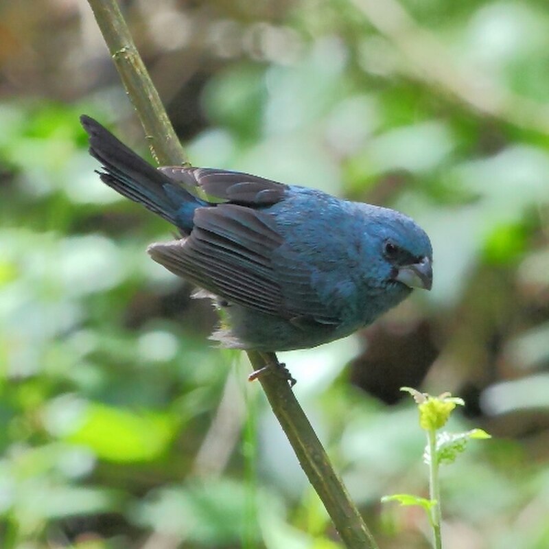Glaucous-blue Grosbeak (Cyanoloxia glaucocaerulea) photo
