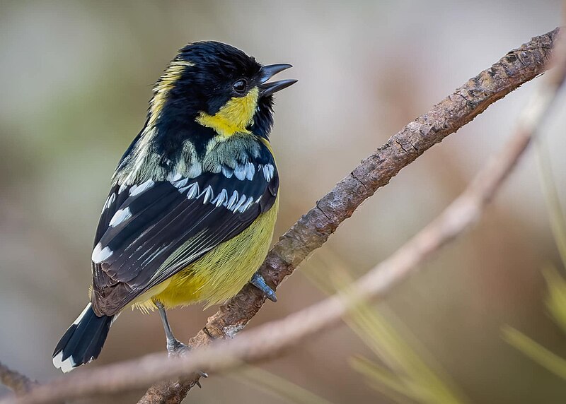 Elegant Tit (Periparus elegans) photo