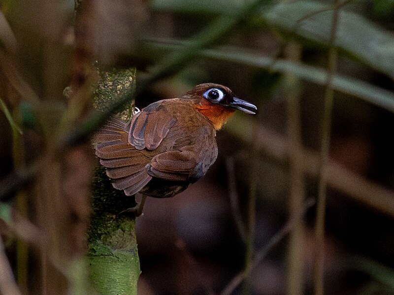 Rufous-throated Antbird (Gymnopithys rufigula) photo
