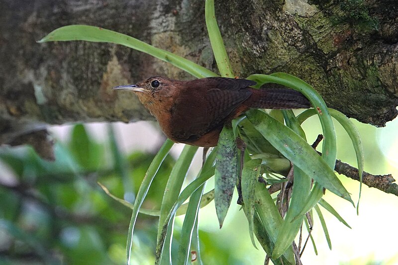 Kalinago Wren (Troglodytes martinicensis) photo