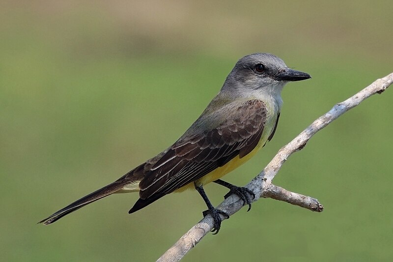 Tropical Kingbird (Tyrannus melancholicus) photo