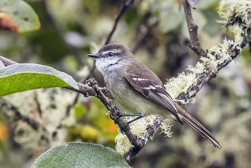 White-throated Tyrannulet (Mecocerculus leucophrys) photo