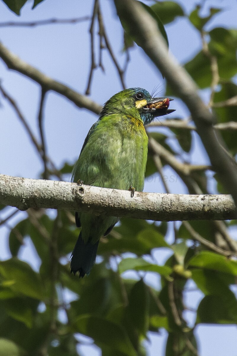 Yellow-eared Barbet (Psilopogon australis) photo