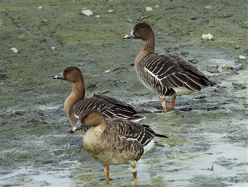 Tundra Bean-Goose (Anser serrirostris) photo
