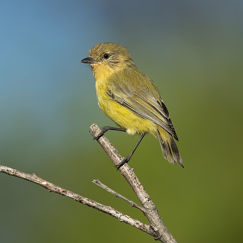 Yellow Thornbill (Acanthiza nana) photo