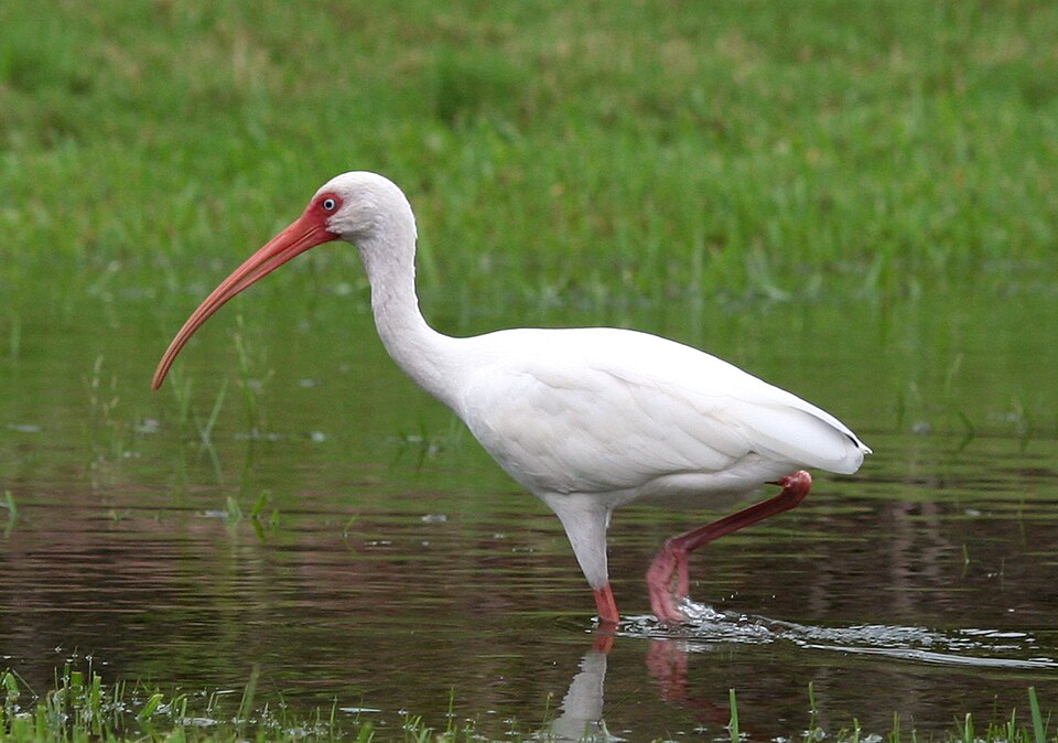 White Ibis (Eudocimus albus)
