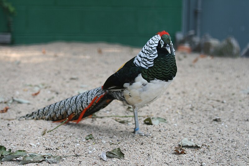 Lady Amherst's Pheasant (Chrysolophus amherstiae) photo