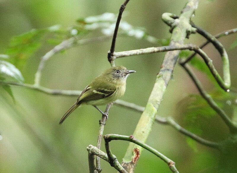 White-eyed Tody-Tyrant (Hemitriccus zosterops) photo