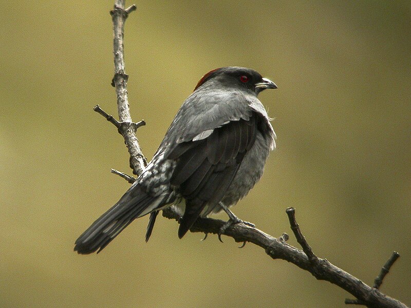 Red-crested Cotinga (Ampelion rubrocristatus) photo