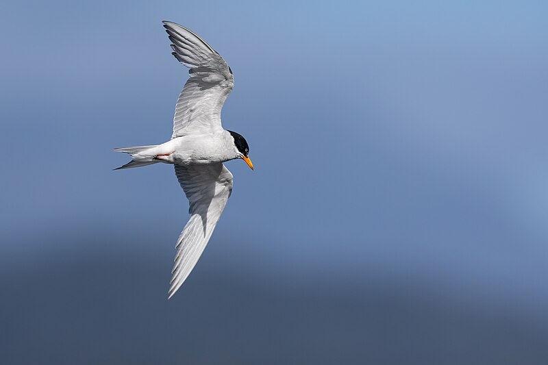 Black-fronted Tern (Chlidonias albostriatus) photo