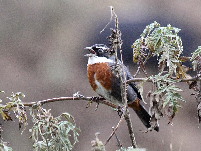 Chestnut-breasted Mountain Finch (Poospizopsis caesar) photo