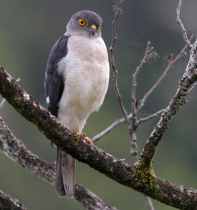 Frances's Sparrowhawk (Tachyspiza francesiae) photo