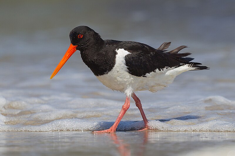 Eurasian Oystercatcher (Haematopus ostralegus) photo
