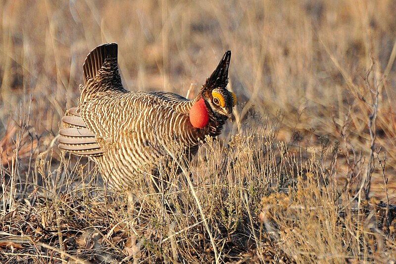 Lesser Prairie-Chicken (Tympanuchus pallidicinctus) photo