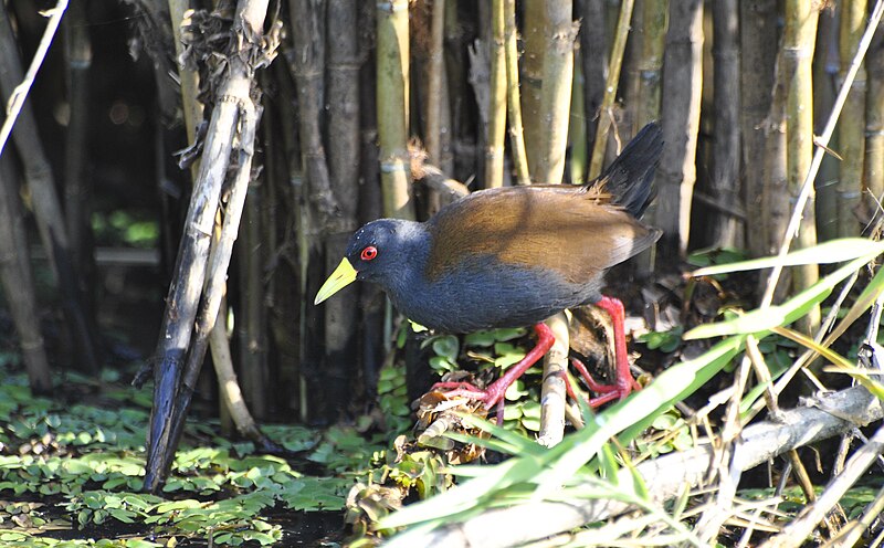 Sakalava Rail (Zapornia olivieri) photo