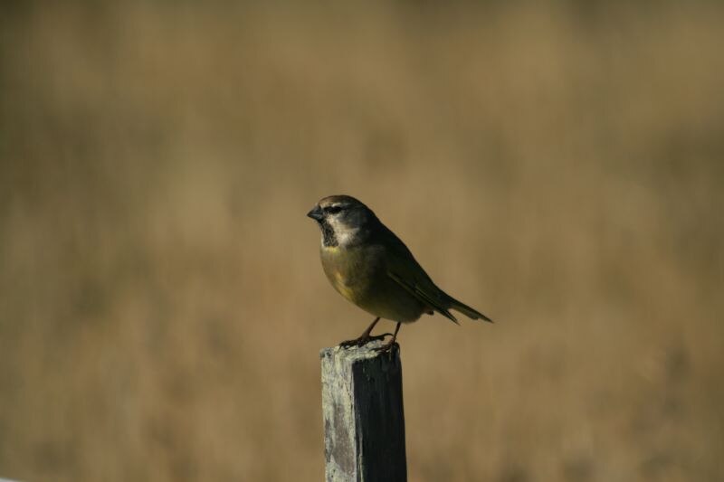 White-bridled Finch (Melanodera melanodera) photo