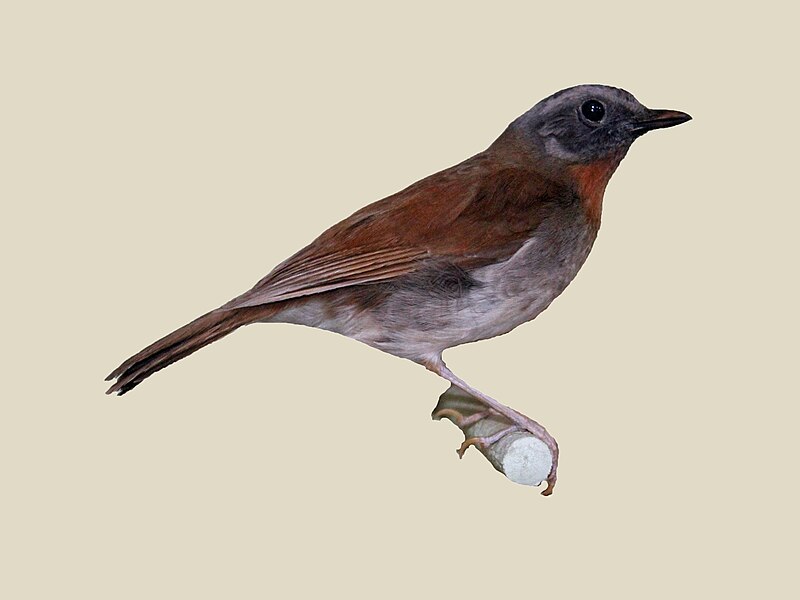 Red-throated Alethe (Chamaetylas poliophrys) photo