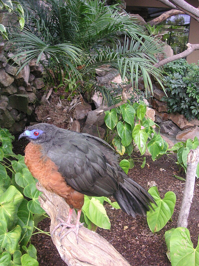 Sickle-winged Guan (Chamaepetes goudotii) photo