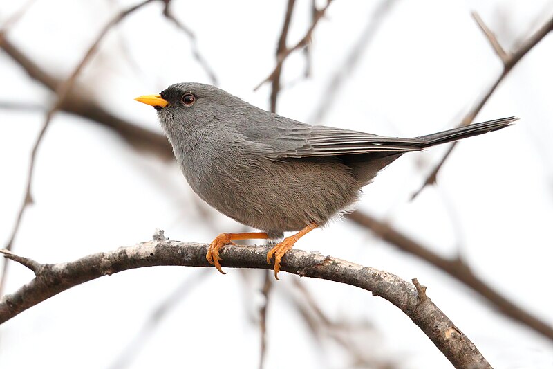 Slender-billed Finch (Xenospingus concolor) photo