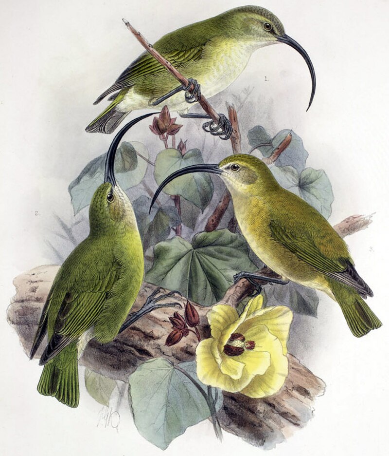Maui-nui Akialoa (Akialoa lanaiensis) photo