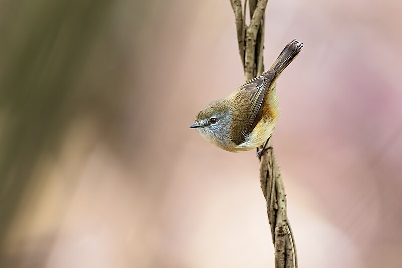 Brown Gerygone (Gerygone mouki) photo