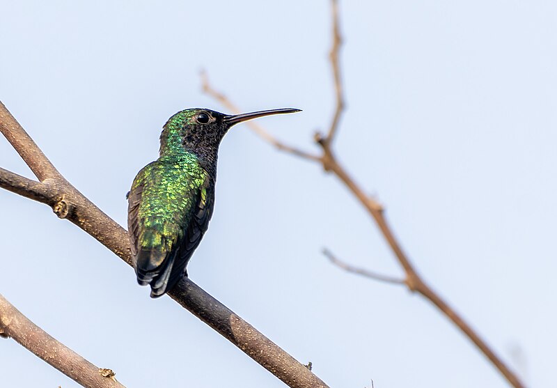 Sapphire-bellied Hummingbird (Chrysuronia lilliae) photo