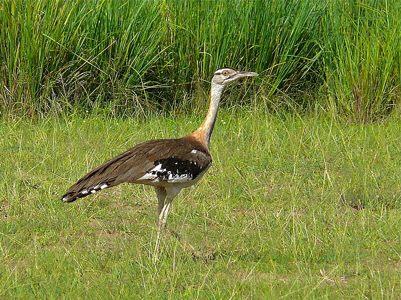 Denham's Bustard (Neotis denhami) photo