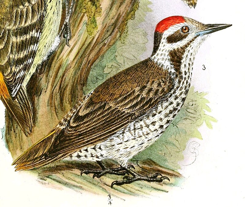 Stierling's Woodpecker (Dendropicos stierlingi) photo