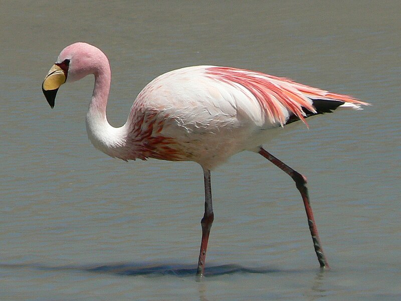 James's Flamingo (Phoenicoparrus jamesi) photo