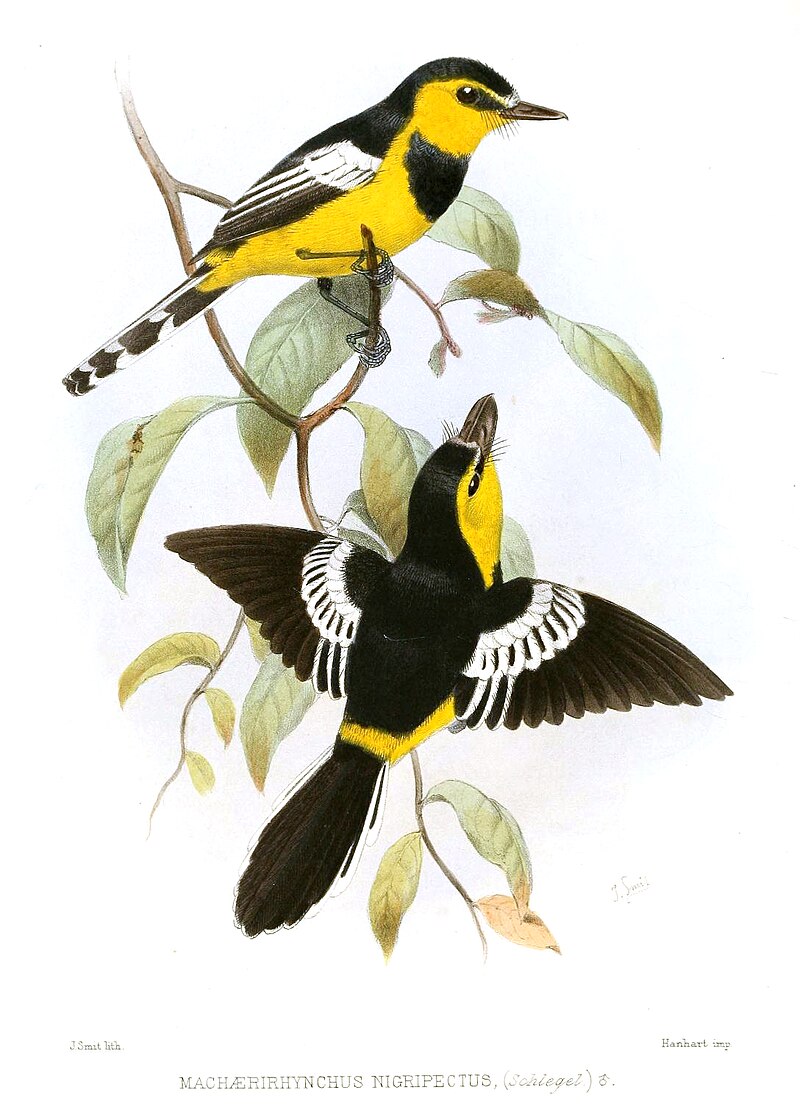 Black-breasted Boatbill (Machaerirhynchus nigripectus) photo