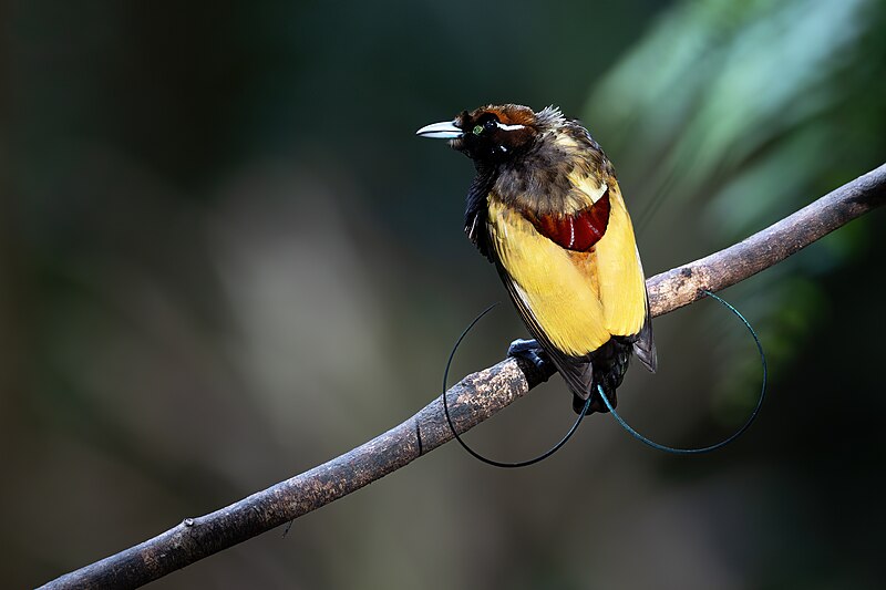 Magnificent Bird-of-Paradise (Diphyllodes magnificus) photo