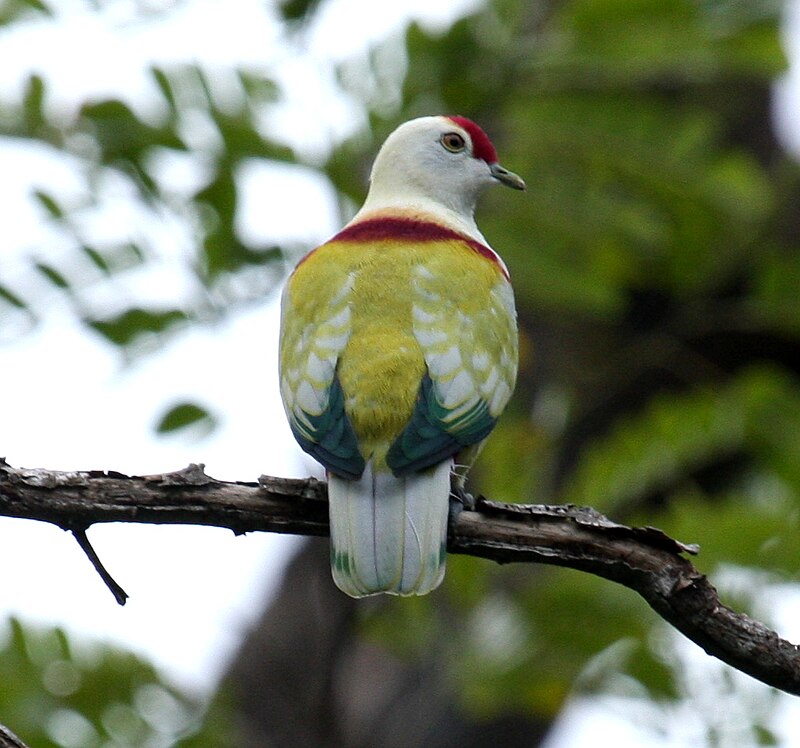 Many-colored Fruit-Dove (Ptilinopus perousii) photo
