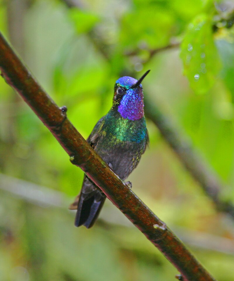 Purple-throated Mountain-gem (Lampornis calolaemus) photo