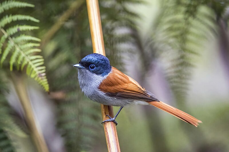 Mascarene Paradise-Flycatcher (Terpsiphone bourbonnensis) photo