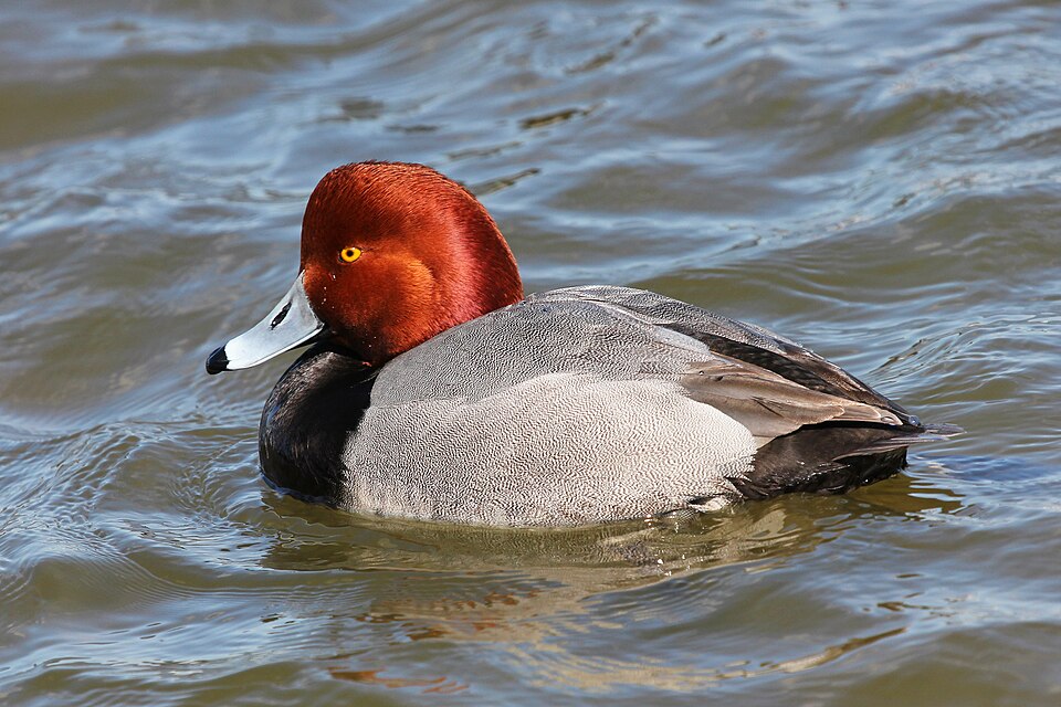 Redhead (Aythya americana)