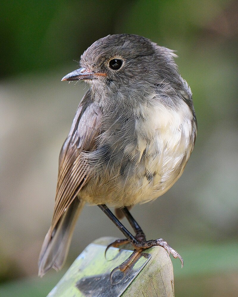 South Island Robin (Petroica australis) photo