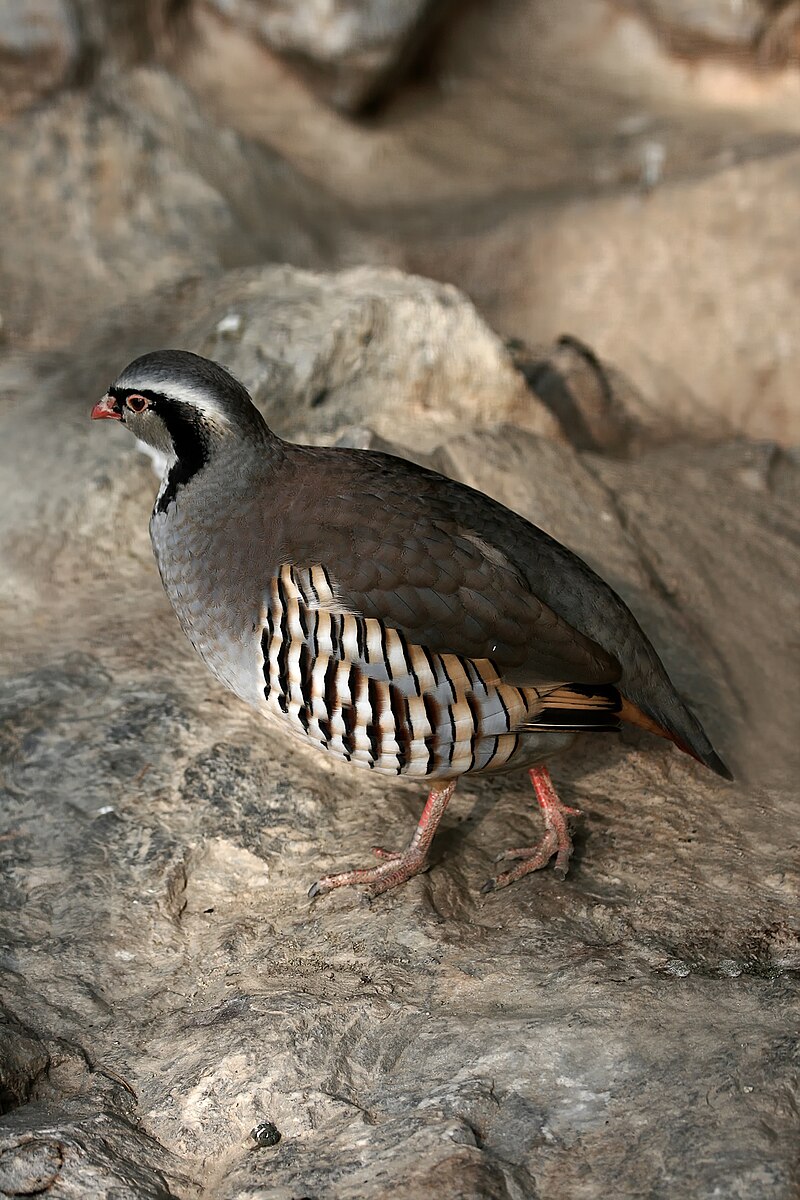 Rock Partridge (Alectoris graeca) photo