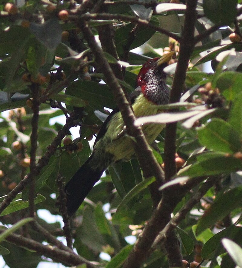 Western Yellow-billed Barbet (Trachylaemus goffinii) photo